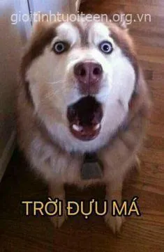 Meme bựa Việt: cười xỉu với caption troll cực gắt