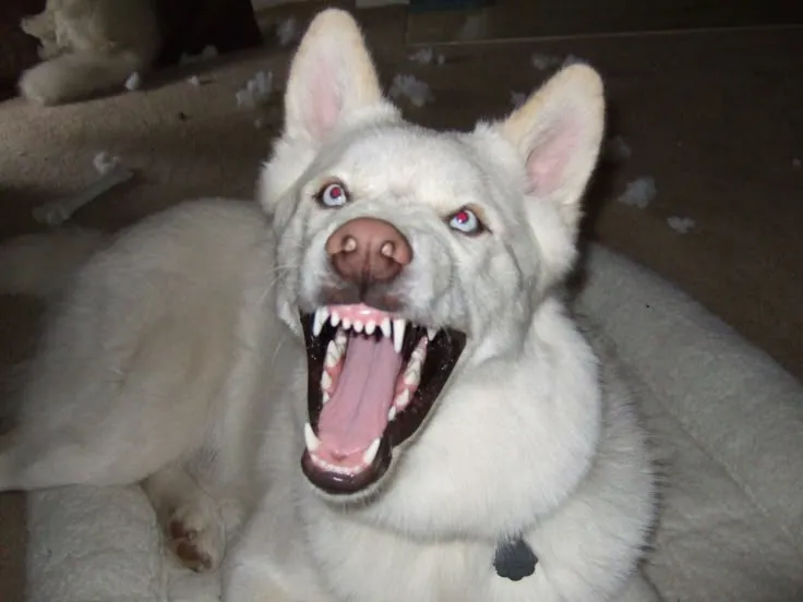 Hình chó hung hăng, đôi mắt ánh lên tia giận dữ