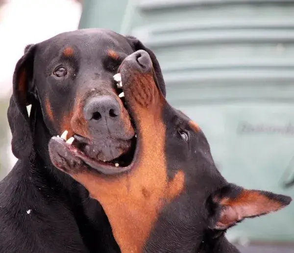 Chó lao tới đớp, biểu cảm vừa kinh dị vừa troll