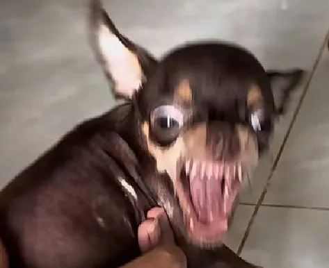 Chó nhe răng, dáng vẻ hung dữ nhưng cực buồn cười