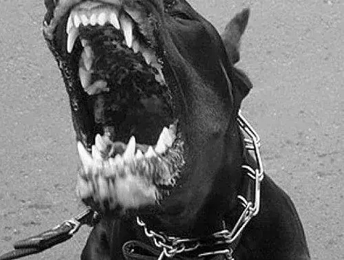 Meme chó sủa gắt, giọng điệu như muốn lao vào táp