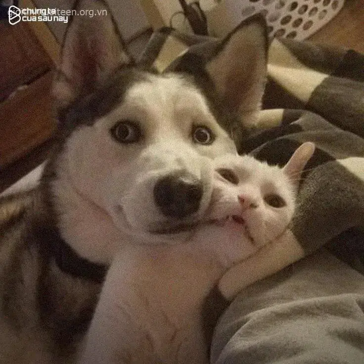 Hình ảnh Husky gắt gỏng nhưng vẫn cực kỳ đáng yêu.