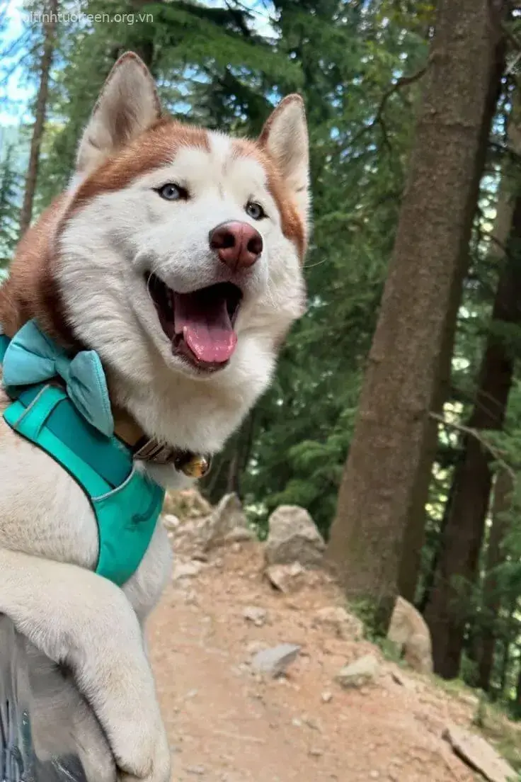 Avatar Husky troll khiến cuộc trò chuyện thêm thú vị.