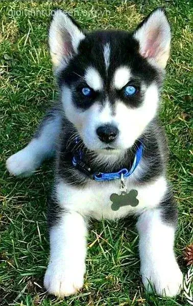 Meme Husky hờn dỗi, mang lại tiếng cười sảng khoái.