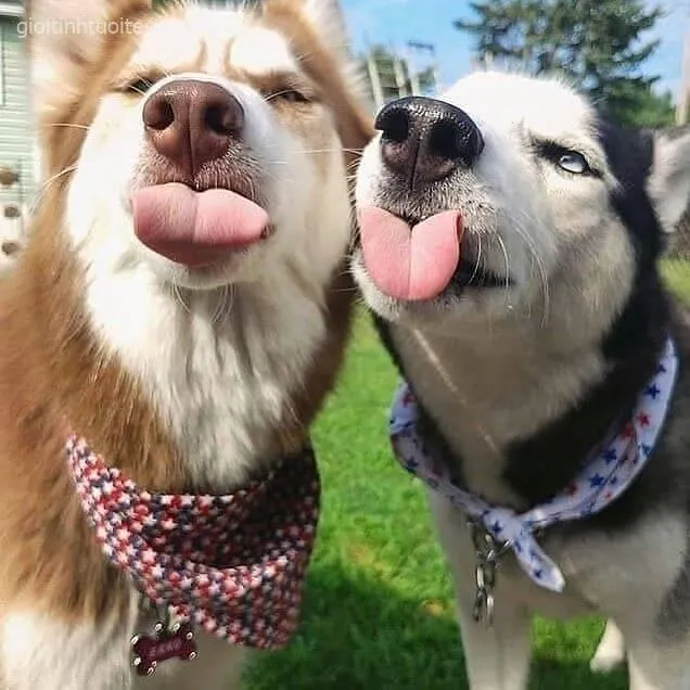 Hình ảnh Husky troll cười xỉu với biểu cảm khó tả.