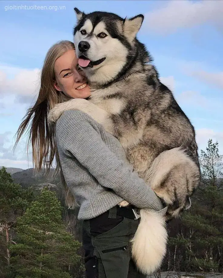 Meme chó Husky với khuôn mặt ngơ ngác đáng yêu.