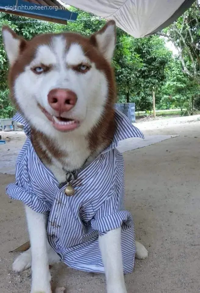Meme Husky biểu cảm buồn cười, troll mọi tình huống.