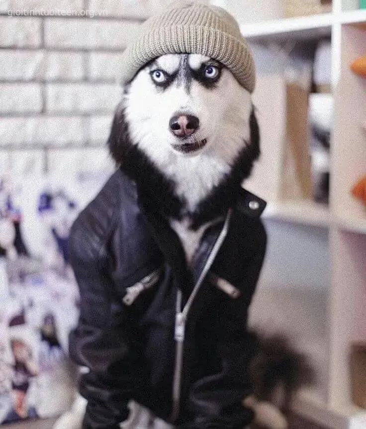 Meme chó Husky cáu kỉnh, tạo cảm giác tức tối giả trân.