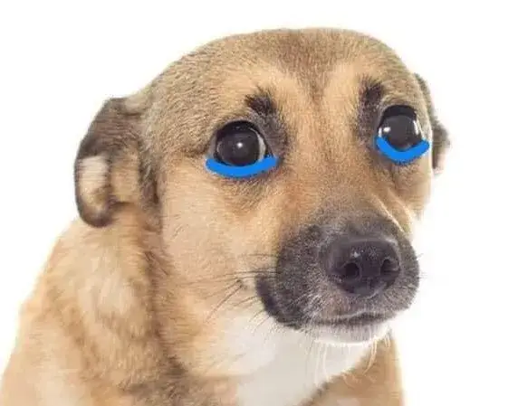 Biểu cảm ngây ngô, đôi tai cụp xuống khóc dễ thương.