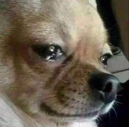 Nỗi thất vọng dồn nén, Chihuahua ngồi im gào khóc.