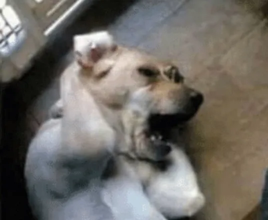 Vẻ mặt ngây ngô, đôi tai cụp xuống khóc tủi thân.