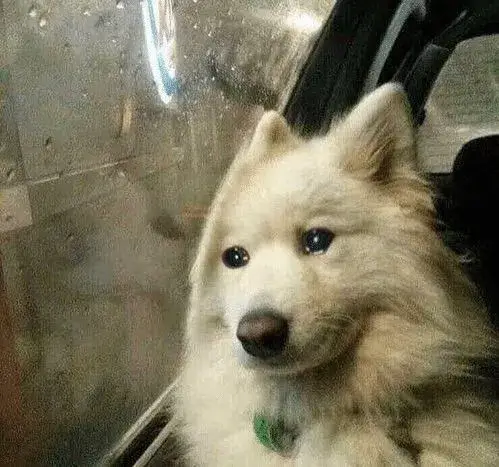 Chó bùn bã, mắt nhìn xa xăm rưng rưng nước mắt