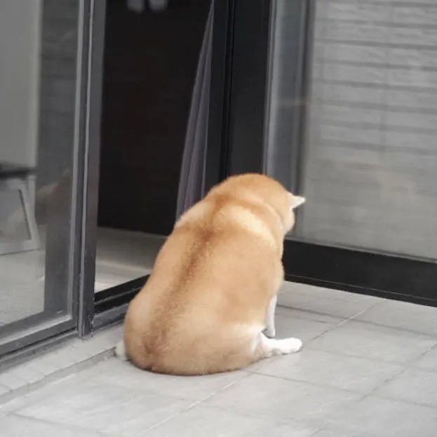 Shiba bị chủ la, biểu cảm như muốn khóc