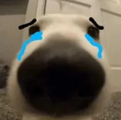 Đôi mắt long lanh, khóe mi cong xuống khóc hết nước mắt.