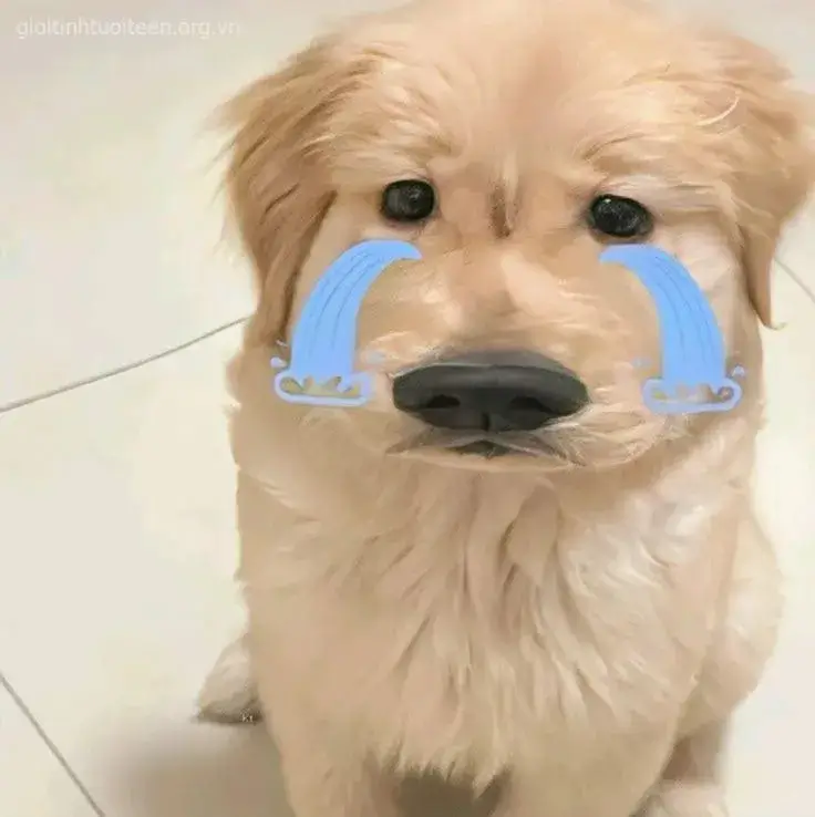 Chú chó nhỏ bé, run rẩy nấc nghẹn khóc dễ thương.