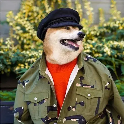 Hình chó mặc trang phục như quân đội