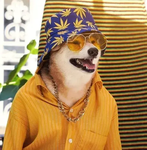 Hình chó mặc áo sơ mi rộng, tạo cảm giác hài hước.