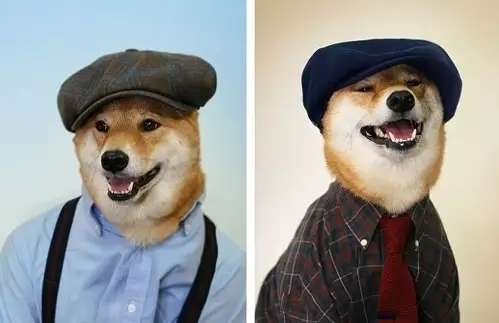 Chó mặc áo polo, trông trưởng thành và hài hước.