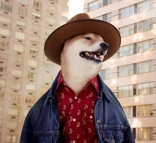 Meme chó diện áo sơ mi hoa, vẻ ngoài sặc sỡ.