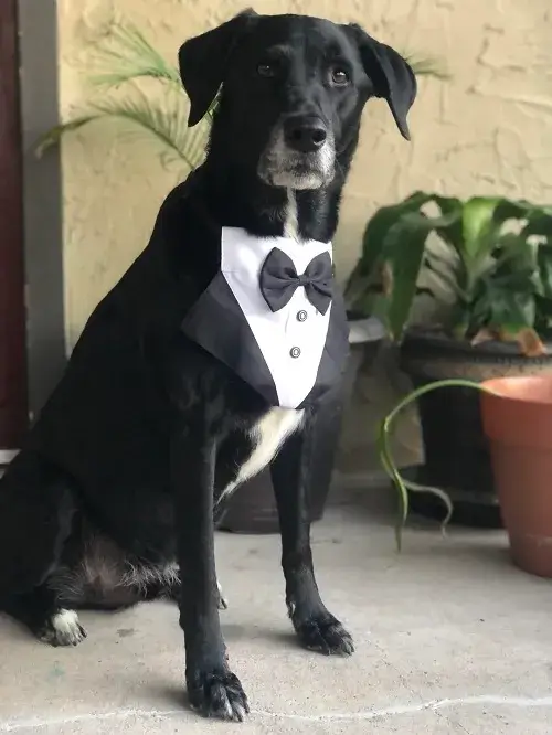 Chó mặc vest trang trọng như quý ông bước lên thảm đỏ