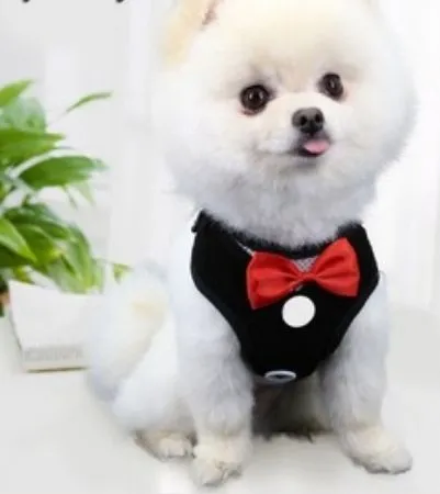 Hình ảnh chó Poodle mặc vest ngầu lòi nhưng siêu dễ thương