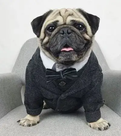 Chó mặt xệ mặc vest trang trọng, nhìn vừa buồn cười vừa cute