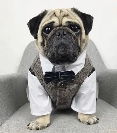 Một khoảnh khắc lịch sự đầy bất ngờ từ chú chó