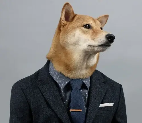 Hình ảnh Shiba mặc vest cute khiến ai cũng bật cười