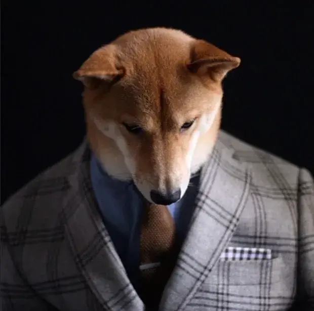 Hình ảnh chó mặc vest dễ thương như quý ông