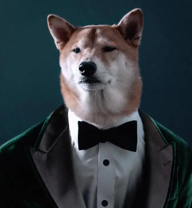 Biểu cảm chó mặc vest hài hước khiến nhóm chat náo loạn