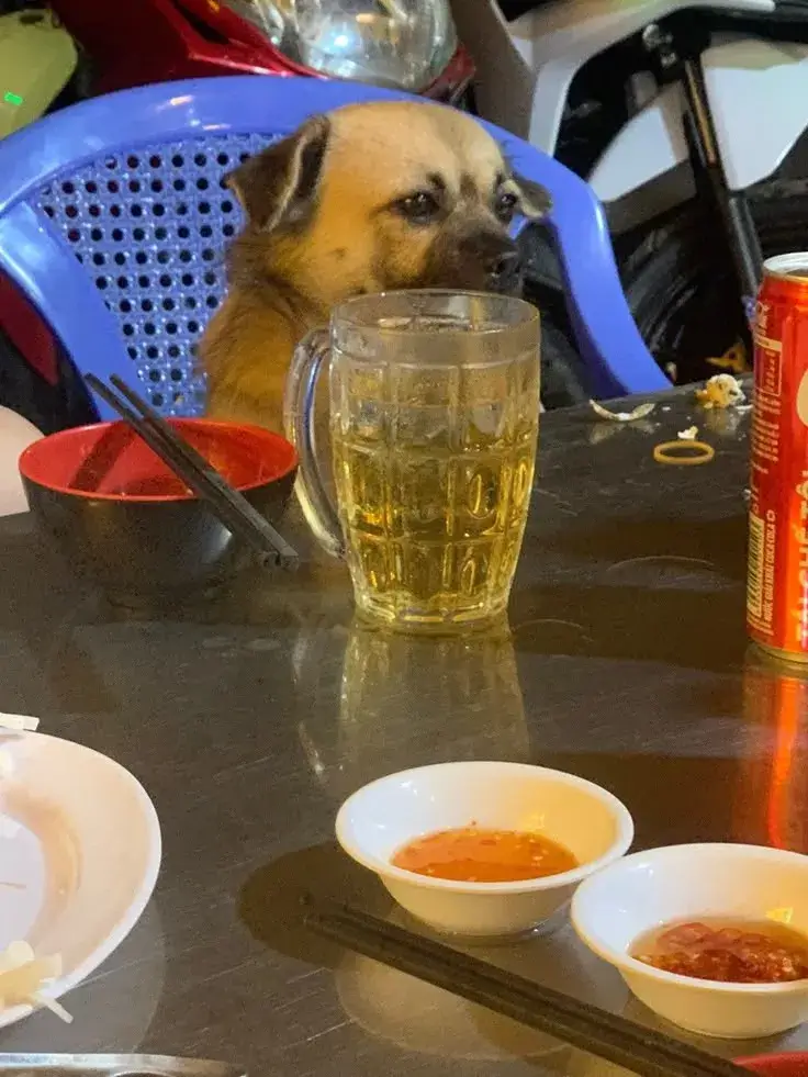 Chó uống bia ngây ngô, gương mặt dễ thương siêu lầy.