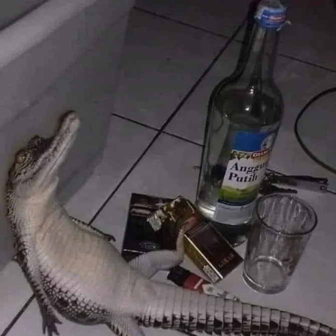 Meme cá sấu say xỉn, ánh mắt vô hồn cực troll.