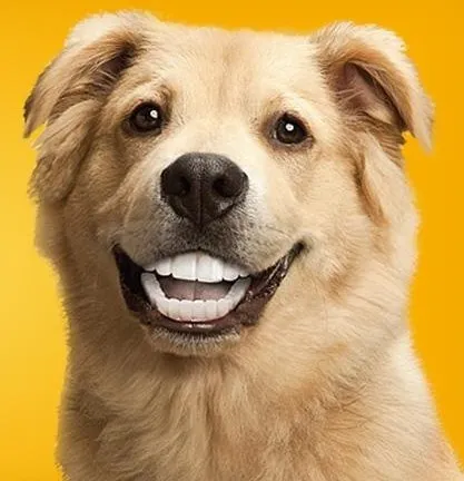 Meme chó cười lộ răng, trông siêu buồn cười.