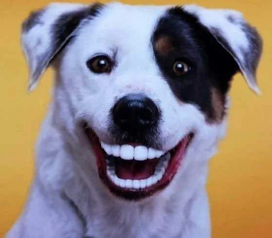 Meme chó cười toe toét, ánh mắt long lanh.