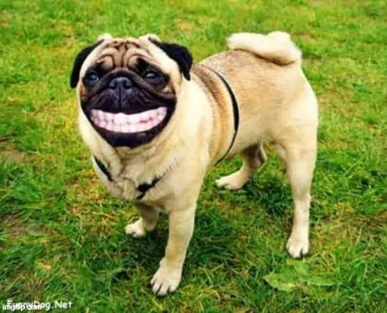 Meme chó cười lộ răng, trông duyên dáng.
