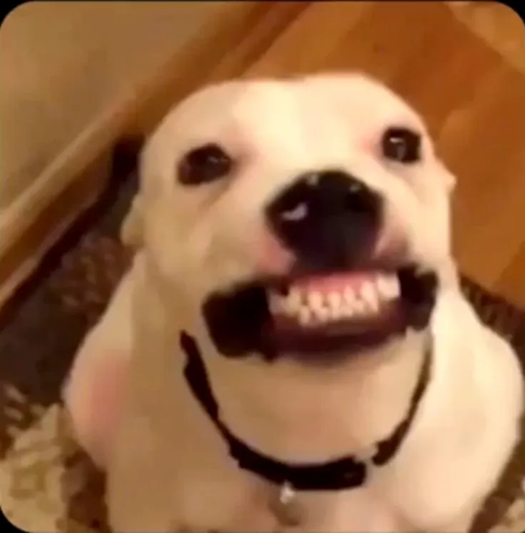 Meme chó nhỏ cười lòi răng, trông ngớ ngẩn.