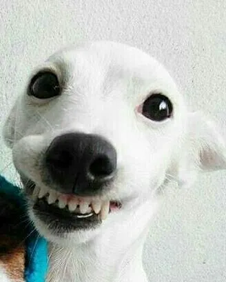 Chó nhe răng cười, ánh mắt ngây ngô.