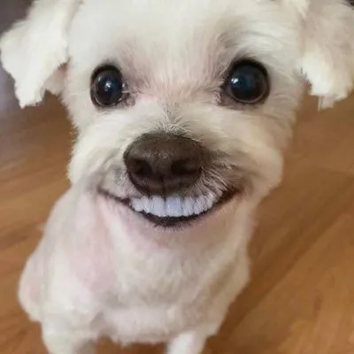 Chó nhỏ cười lộ răng, nhìn rất đáng yêu.