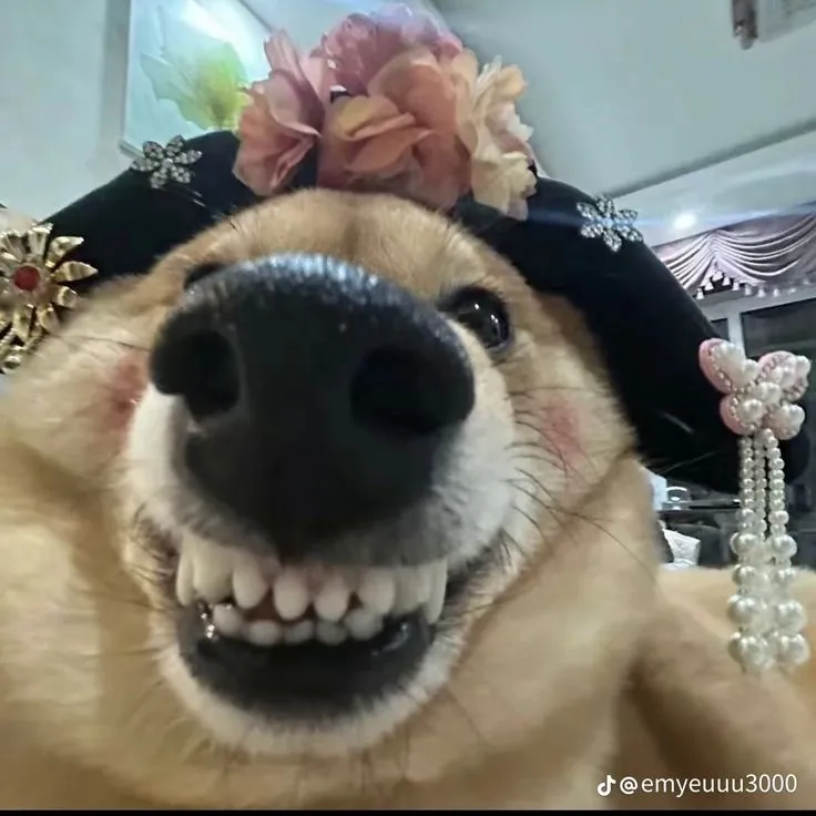 Meme chó nhe răng cười, cực kỳ buồn cười.