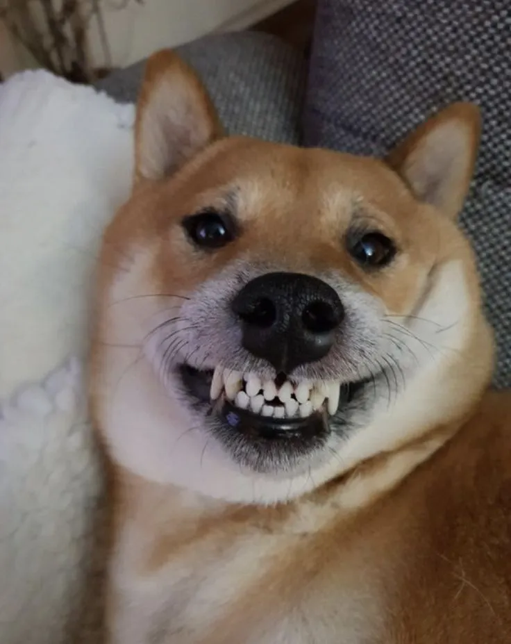 Chó nhỏ nhe răng cười, nhìn siêu hài.