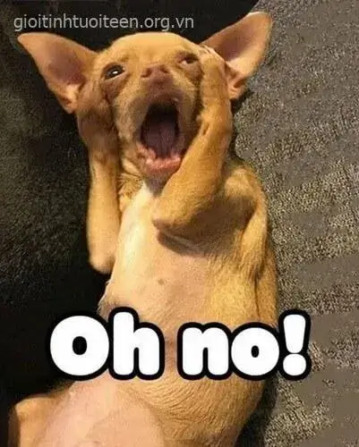 Meme chó ôm đầu hoảng hốt cực độ