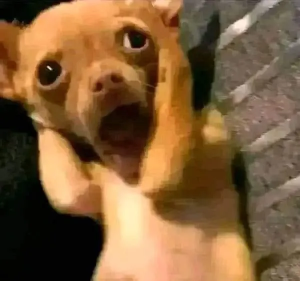 Khám phá Meme Chó Ôm Đầu khiến bạn vừa thương vừa buồn cười không đỡ nổi