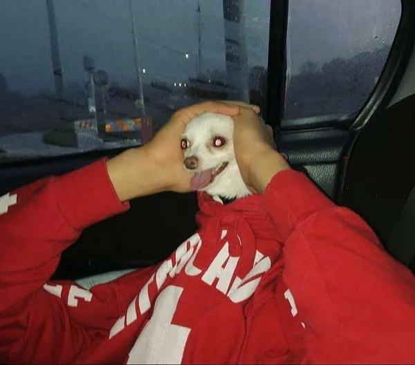 Meme con chó ôm đầu ngạc nhiên hài hước