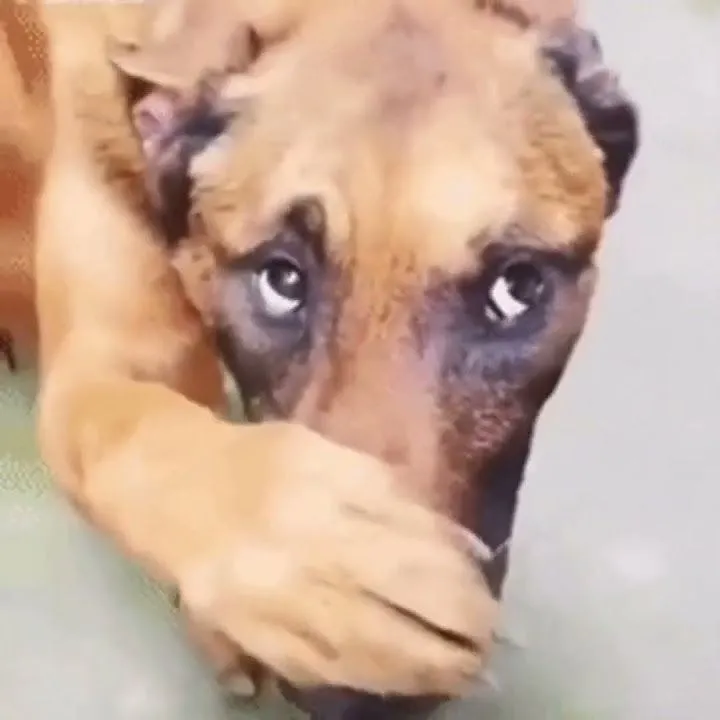 Hình chế chó ôm miệng bất lực cay cú