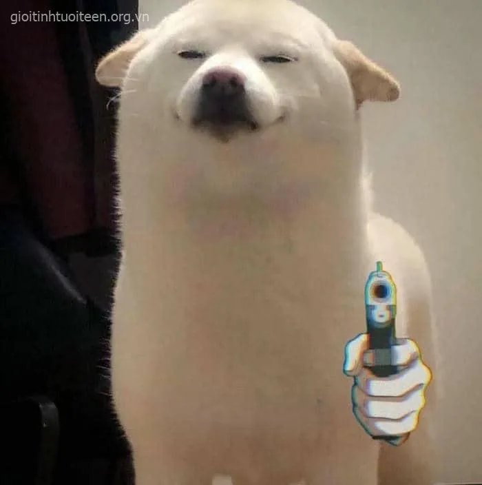 Avatar chó Shiba cầm súng, ánh mắt lém lỉnh nhây bựa.