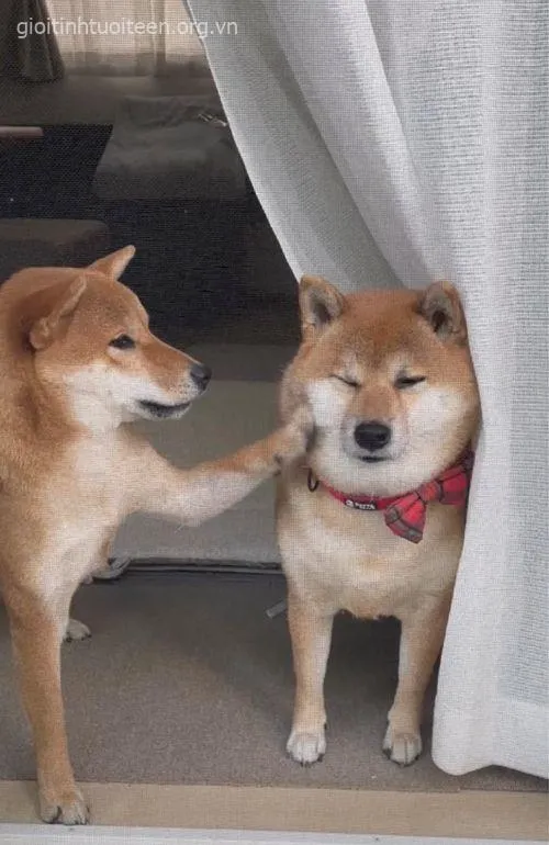 Avatar Shiba dáng nằm cuộn tròn, trông cực kỳ dễ thương.