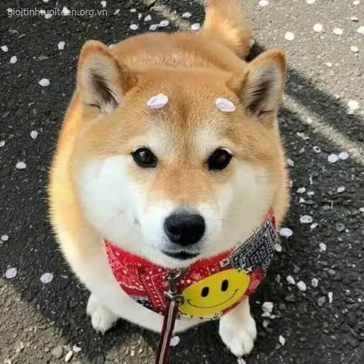 Avatar Shiba khoác áo hoodie, vẻ ngoài cực dễ thương.