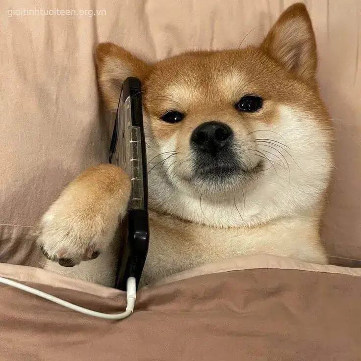 Avatar Shiba biểu cảm đang ngáp, nhìn vừa lạ vừa dễ thương.