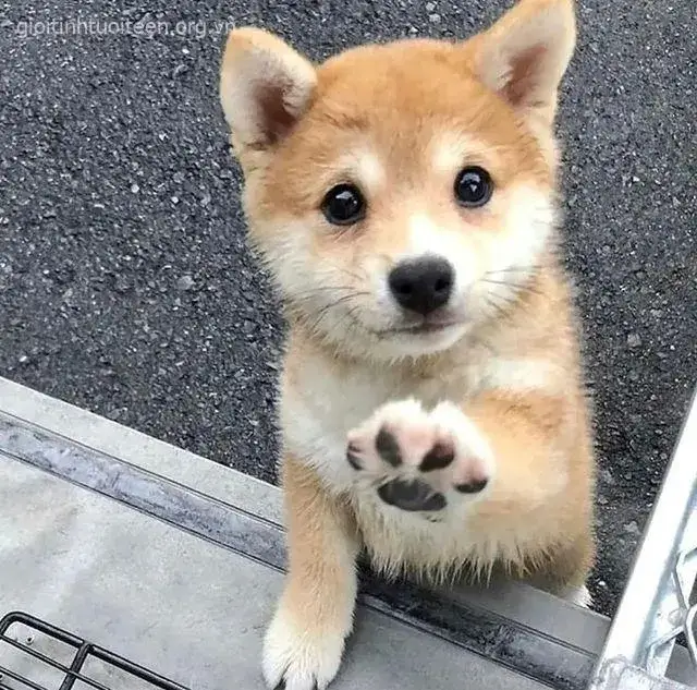 Avatar Shiba gương mặt tròn xoe, ánh mắt long lanh.