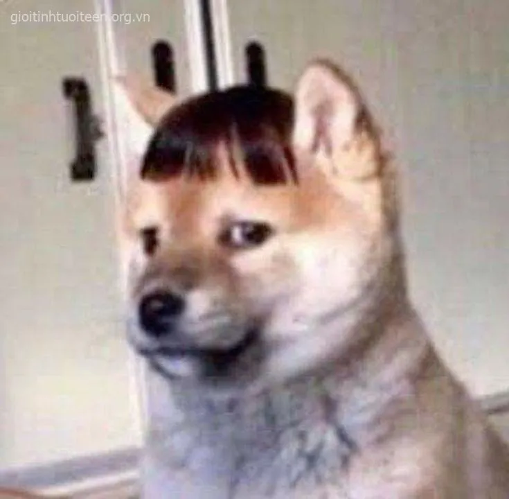 Meme Shiba cắt tóc mái ngố